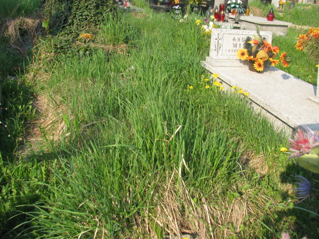 Jan Tomera 1949 Mysłowice NSPJ - Grobonet - Wyszukiwarka osób pochowanych